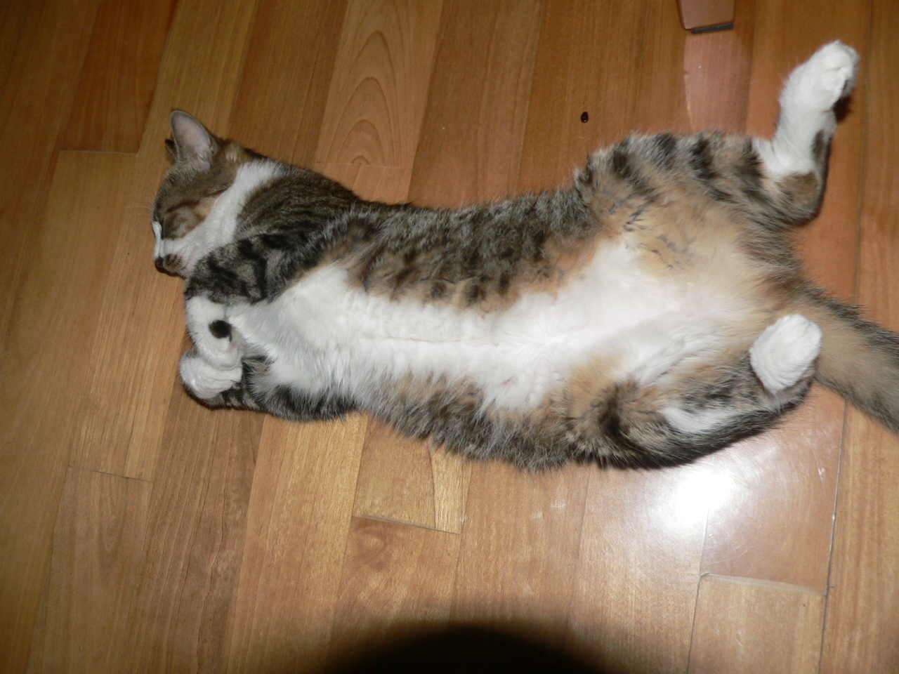 My cat in 2007 summer 026